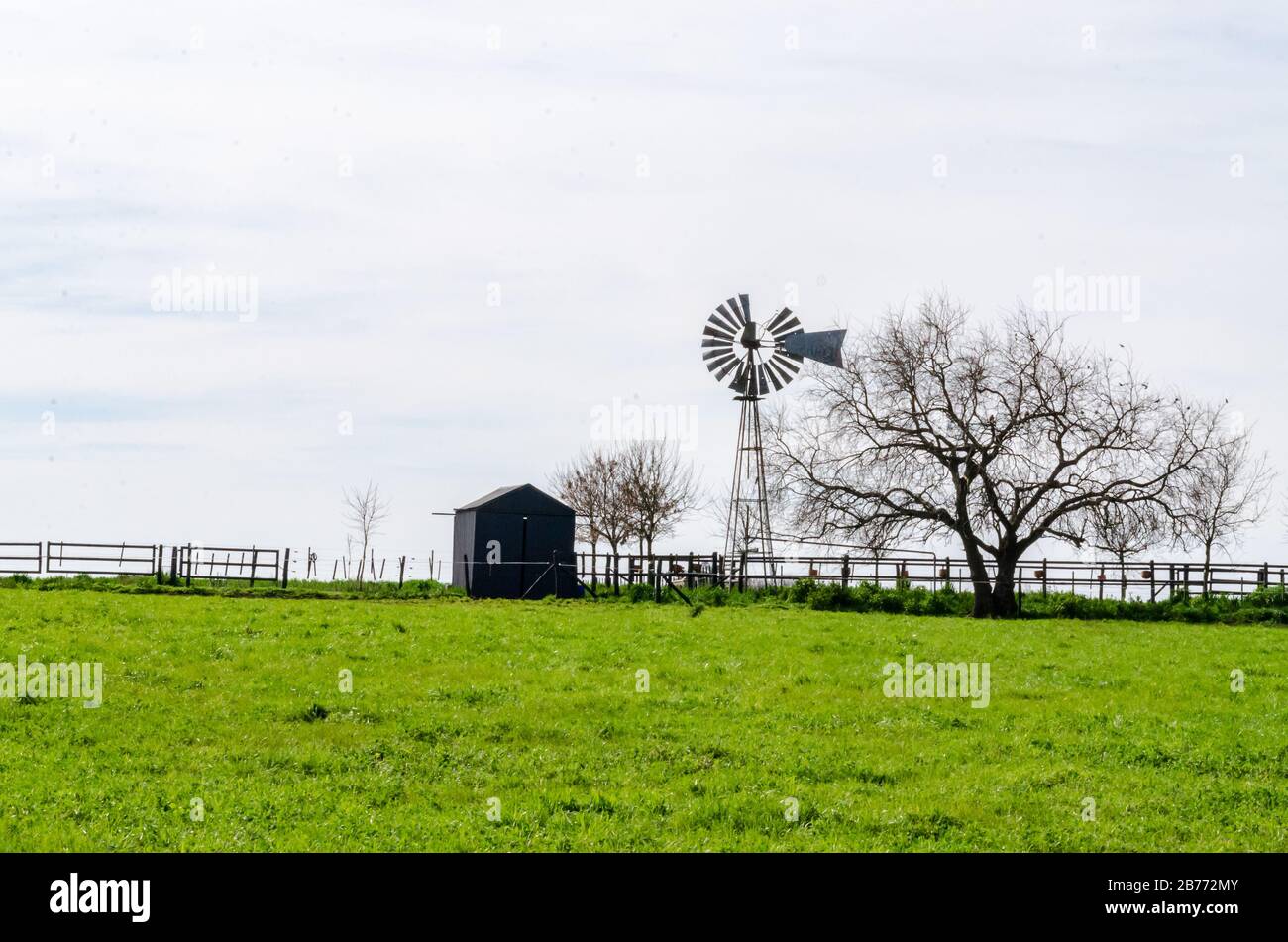 Metal barn, tin windmill with a dry tree in a countryside landscape with green grass Stock Photo