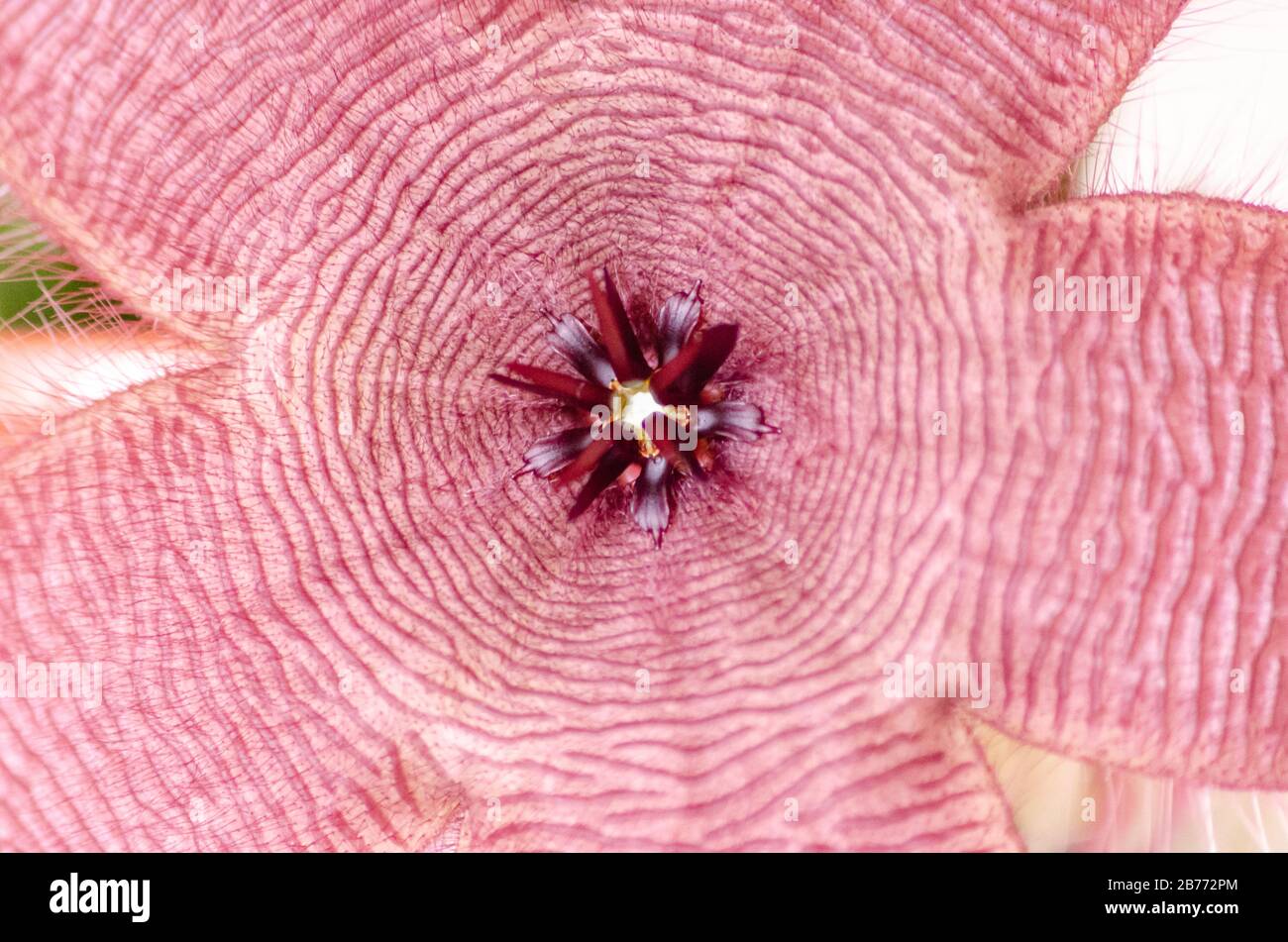 Close-up of a cactus stapelia hairy flower open Stock Photo