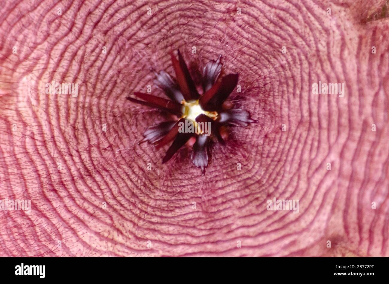 Close-up of a cactus stapelia hairy flower open Stock Photo