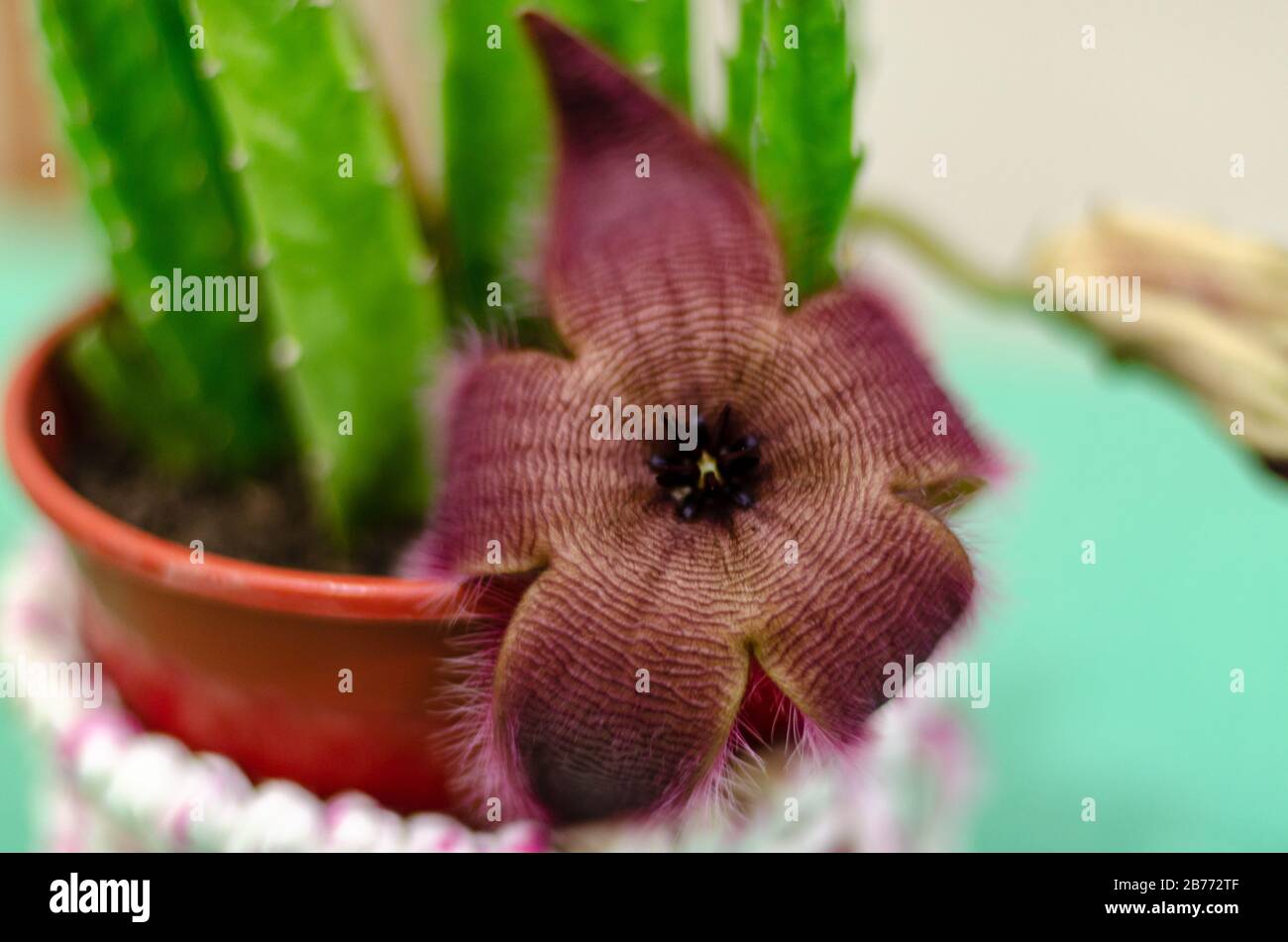 Close-up of a cactus stapelia flower open in a pot with a sheath of totora fabric on a green table Stock Photo
