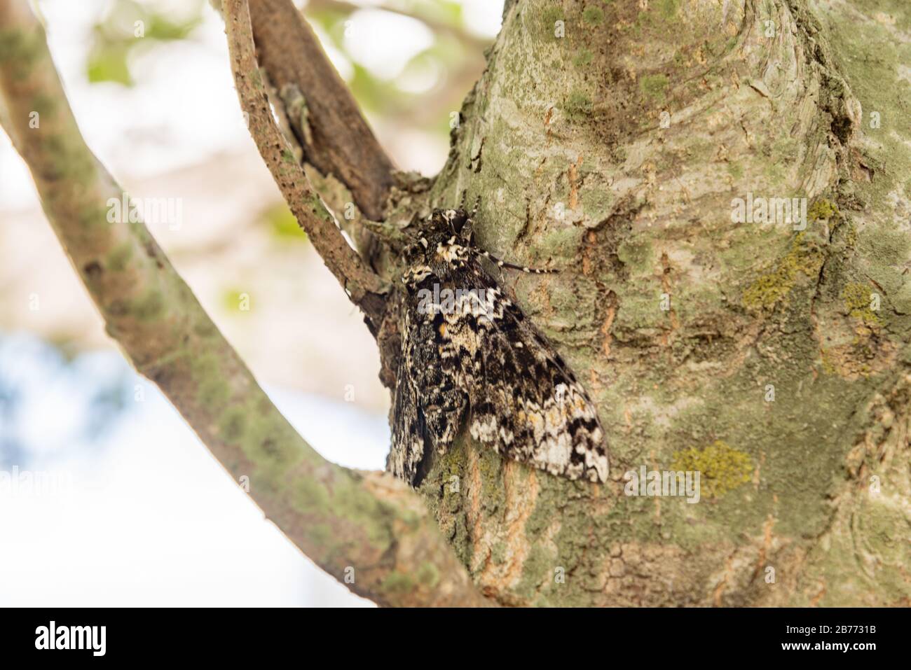 Camouflage moth perched on bark tree Stock Photo