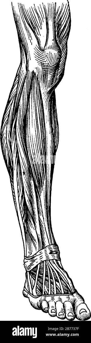 A typical representation of the muscles of the leg showing how they pass into tendons at the ankle, vintage line drawing or engraving illustration. Stock Vector
