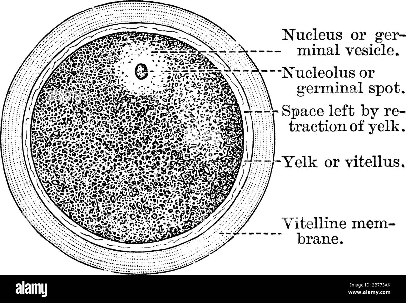 Animal cell Black and White Stock Photos & Images - Alamy Animal cell Black and White Stock Photos & Images - Alamy