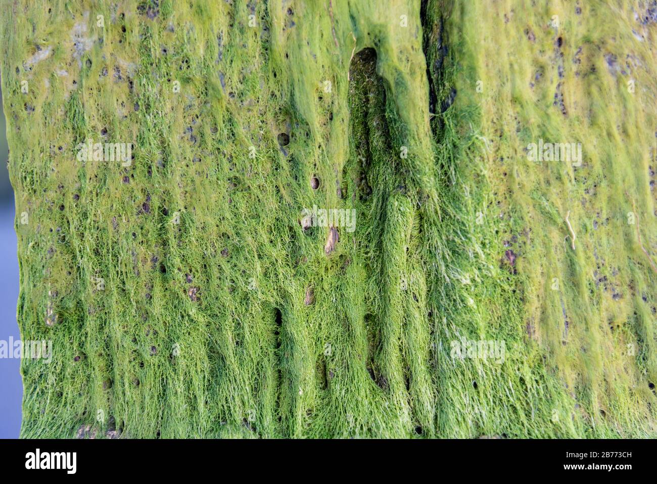 Algae or seaweed stuck to the column of a dock Stock Photo