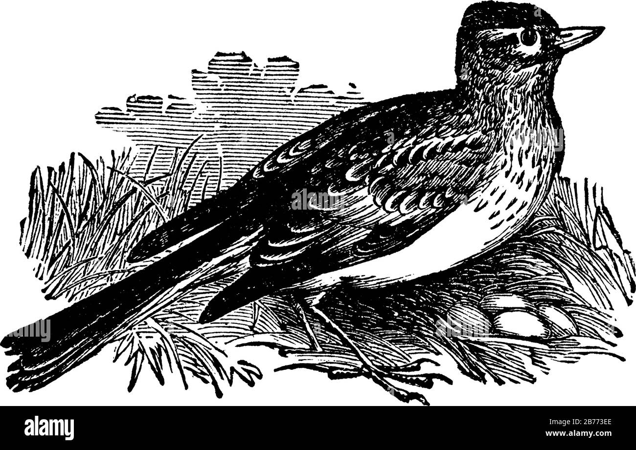 A passerine bird in the lark family Alaudidae, has a short blunt crest on the head, which can be raised and lowered and known for the song of the male Stock Vector
