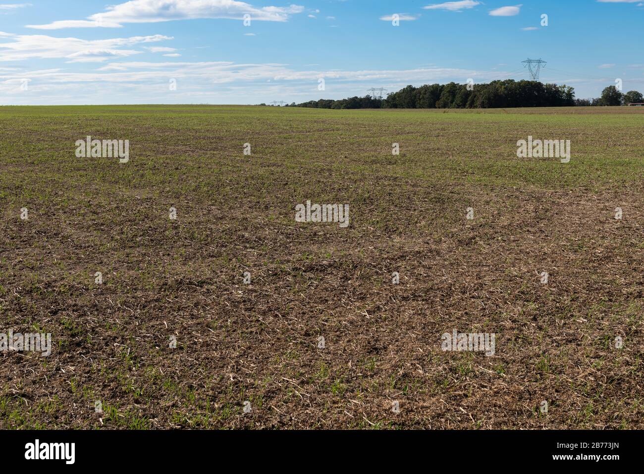 Sorghum field with young plants hi-res stock photography and images - Alamy