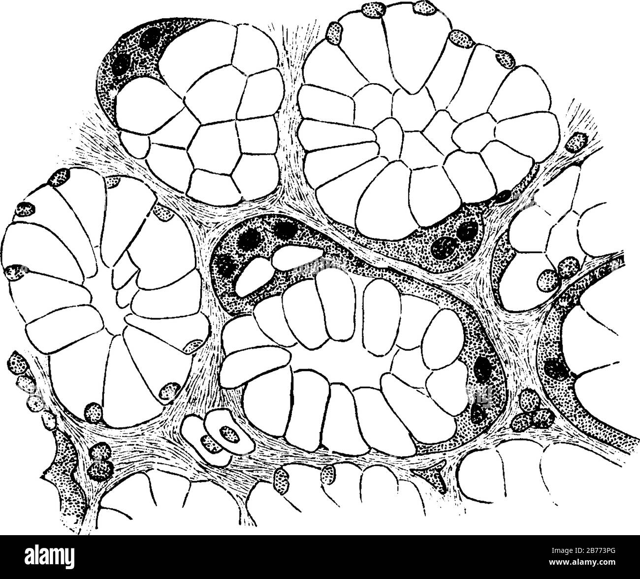 Cells alveoli hi-res stock photography and images - Alamy