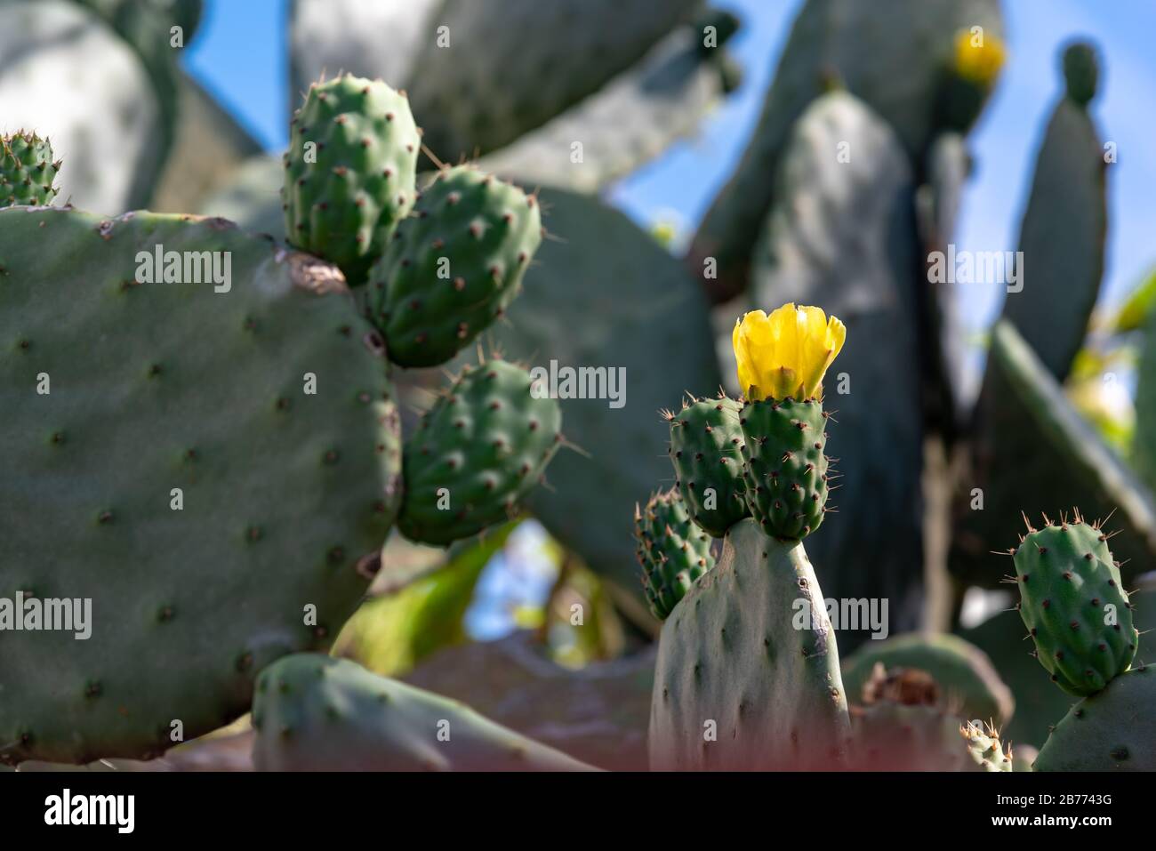 Tuna plant with a lot of buds and buds with a freshly bloomed yellow flower Stock Photo