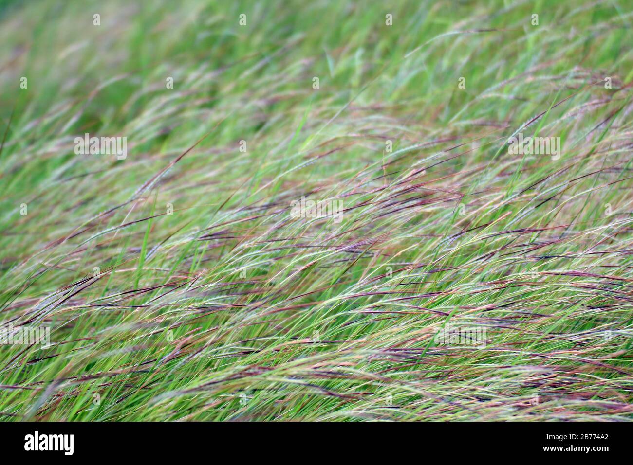 Grass, Flower grass field background morning Grass wind blew gently touched meadow close up scene, Dew drop green grass, (Heteropogon contortus (L.) R Stock Photo
