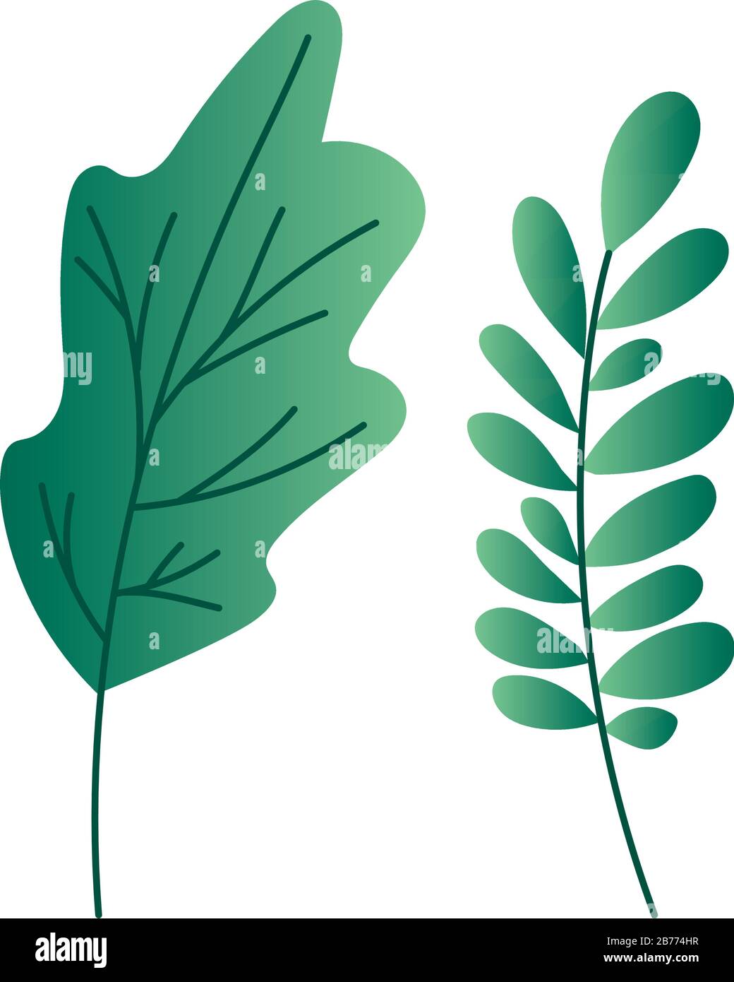 Isolated natural leaves vector design Stock Vector Image & Art - Alamy