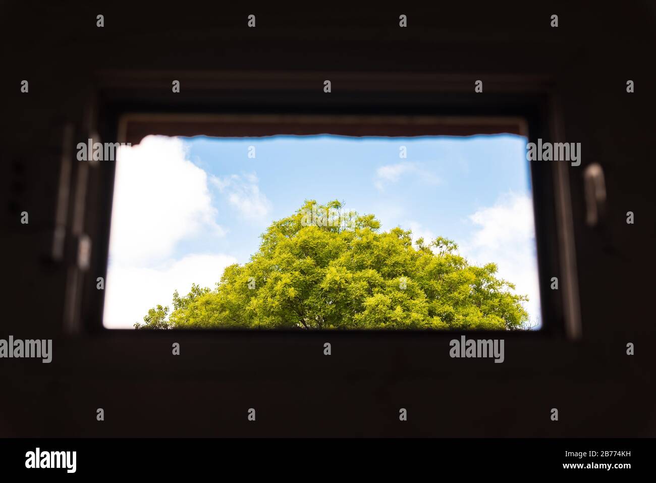 Tree top viewed through a broken window in an abandoned building Stock Photo