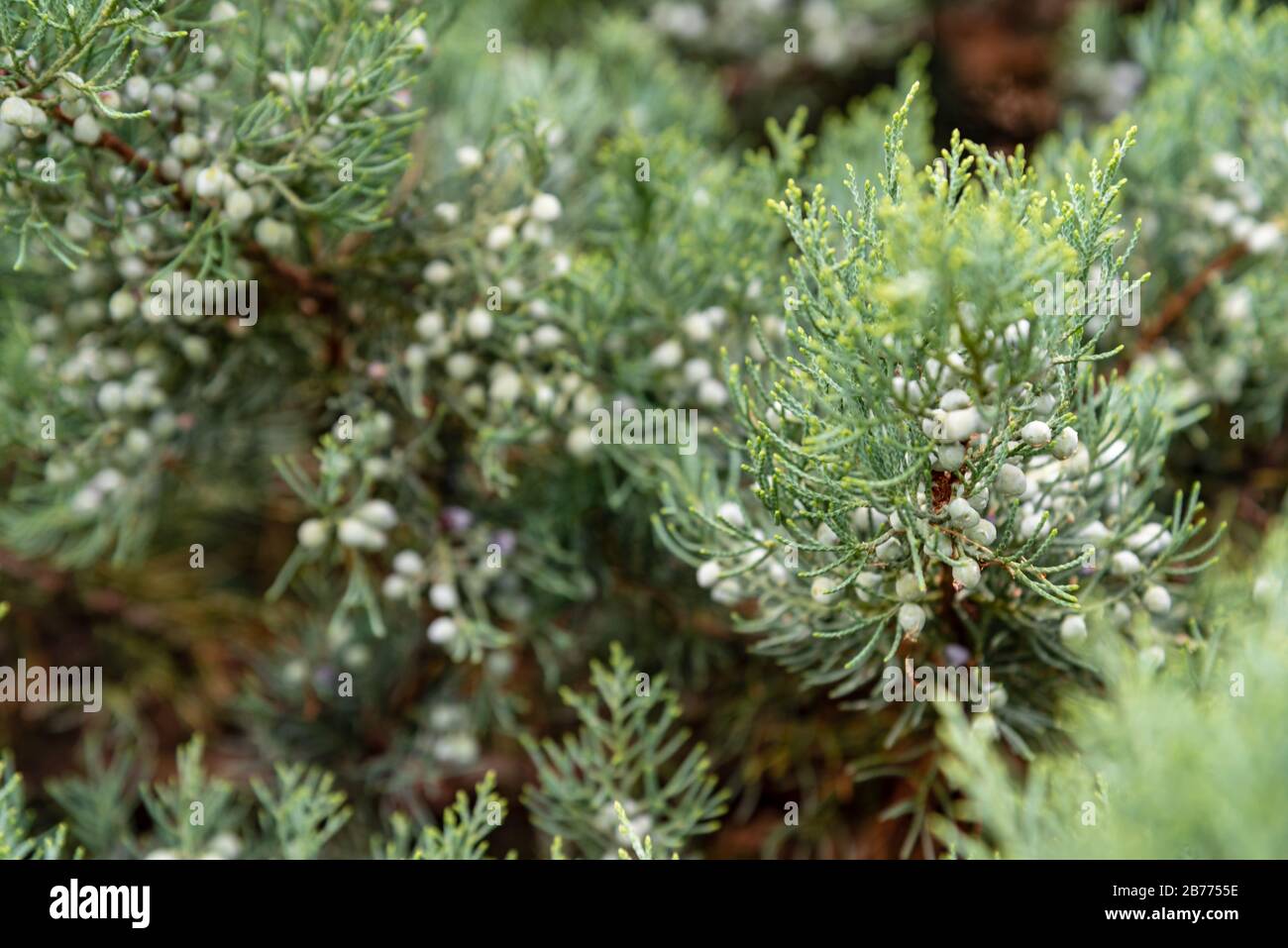 Pinecones in a pine tree covered on spider web with a blured background Stock Photo