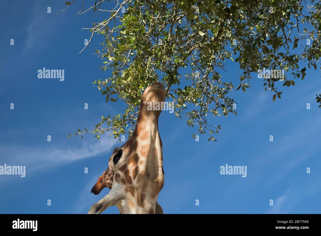 African giraffe reaching up with it's long neck to eat the leaves of a tall green tree with bright blue sky in background. Stock Photo