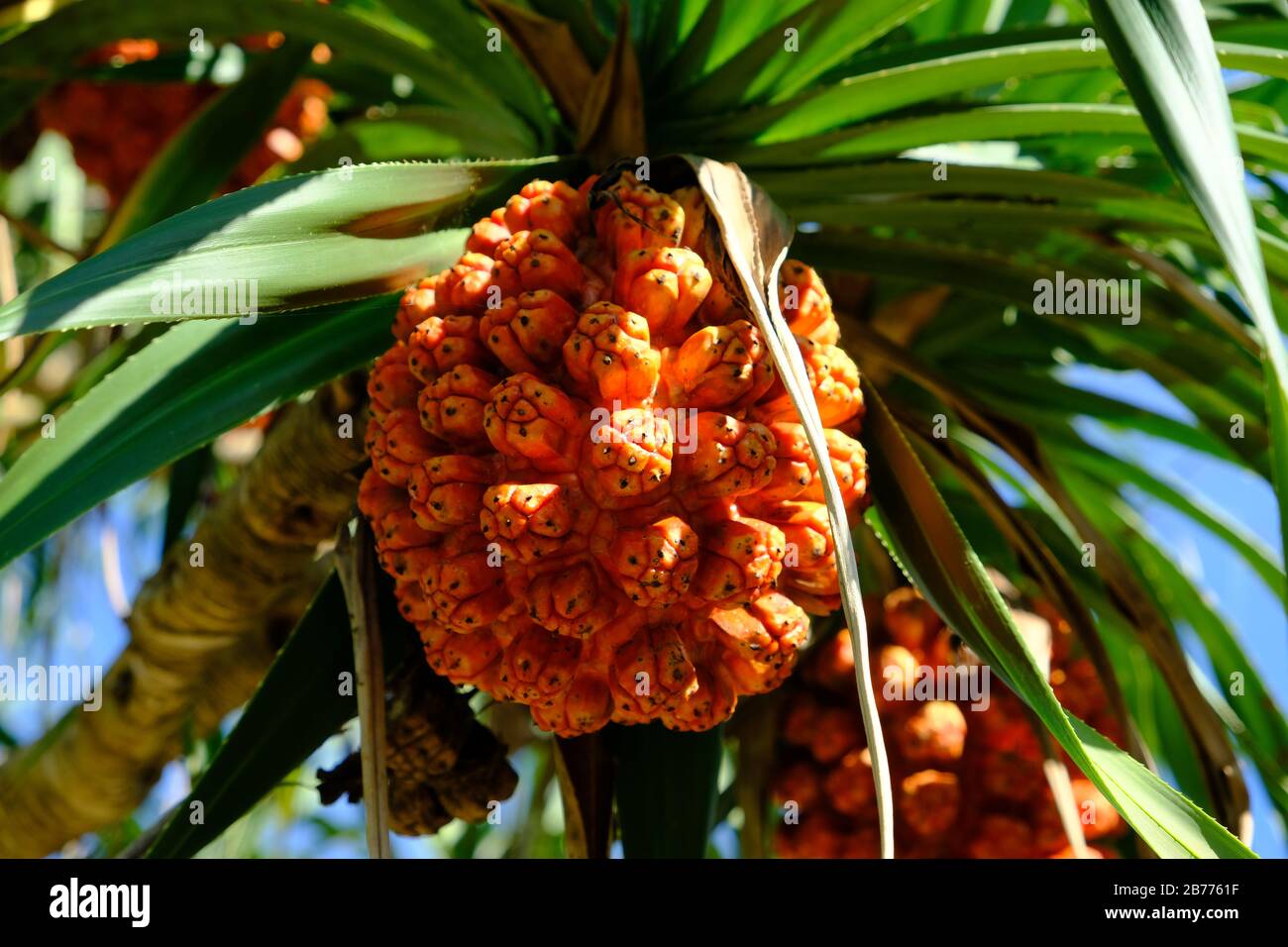 Okinawa Japan - Colourful tropical fruit of Pandanus tectorius Stock Photo