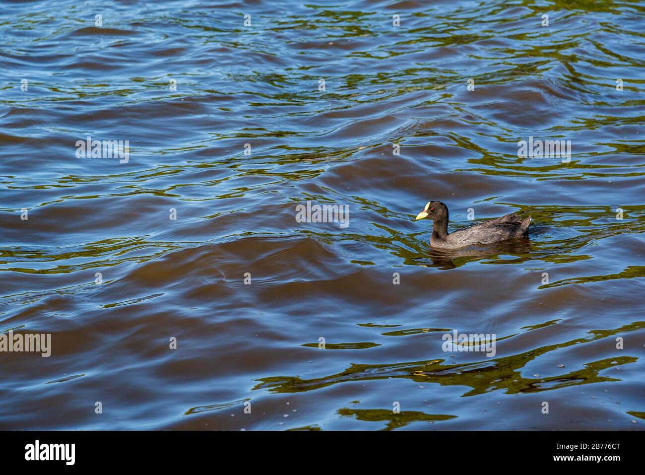 Single duck swiming alone in the water Stock Photo