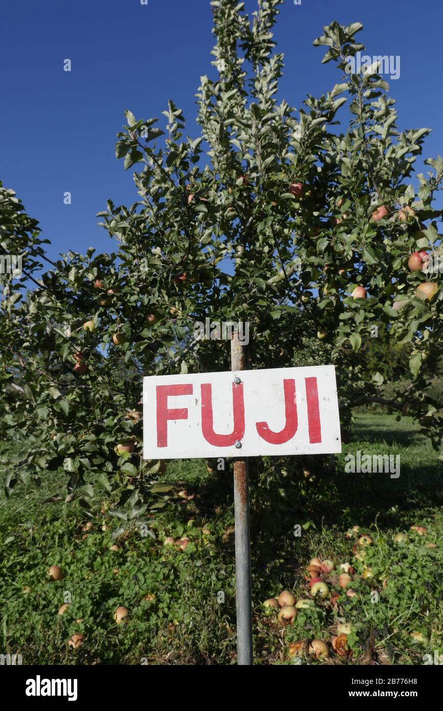 Vertical shot of Fuji apple trees in an orchard Stock Photo Alamy