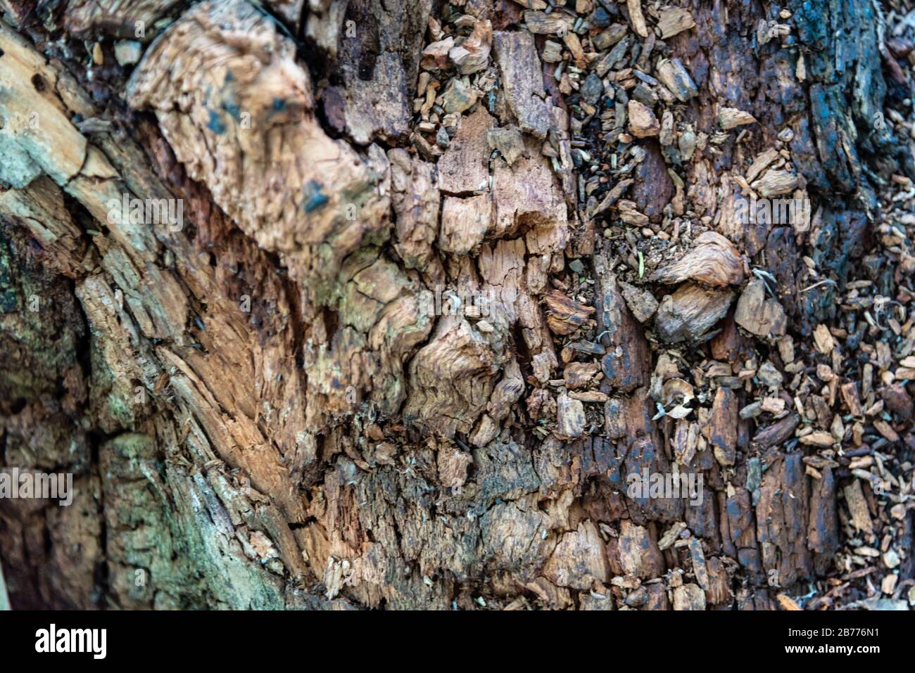 Wood texture with shallow depth of field Stock Photo