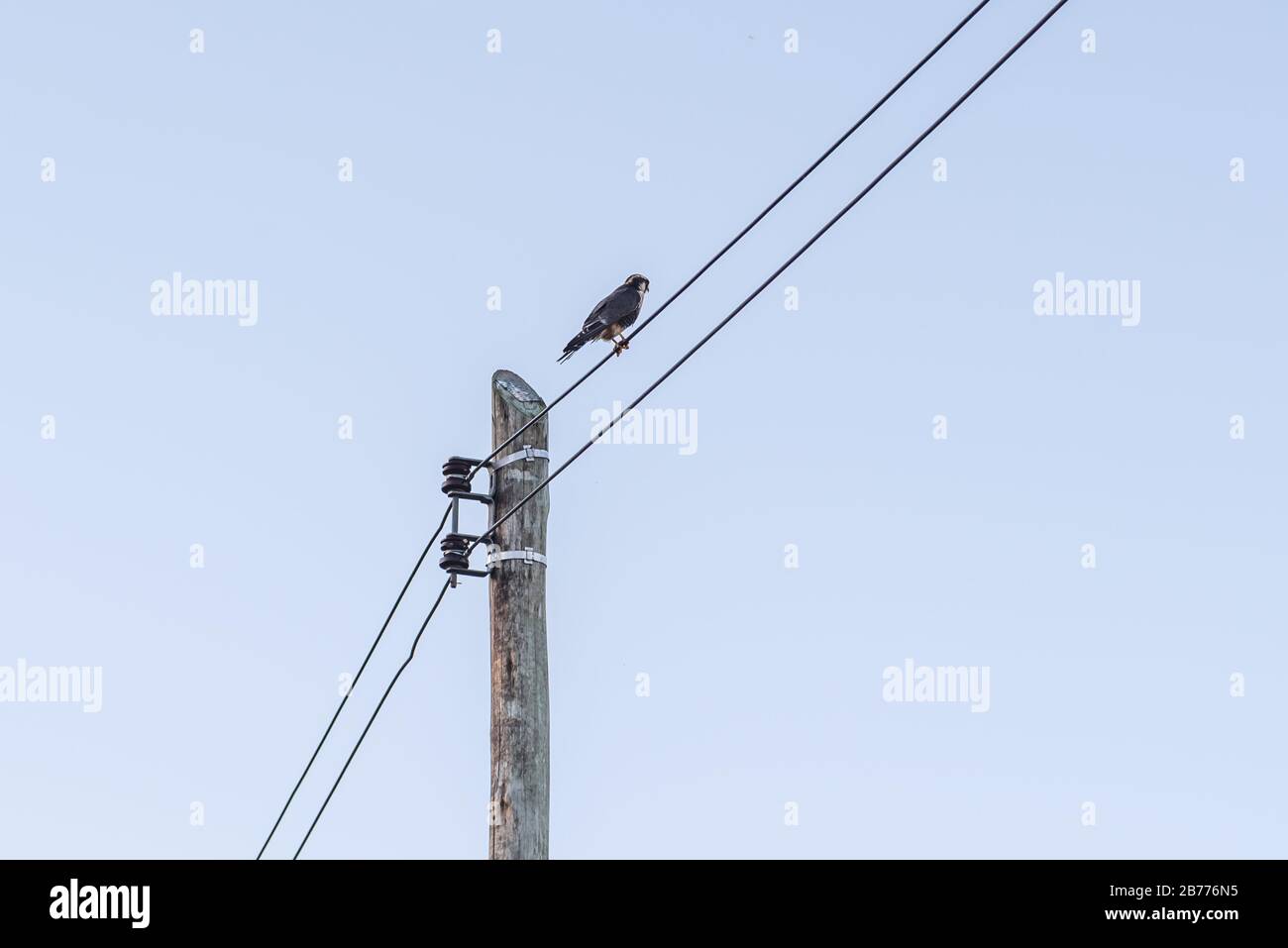 A female hawk standing on an electricity wire watching a male hawk approaching Stock Photo