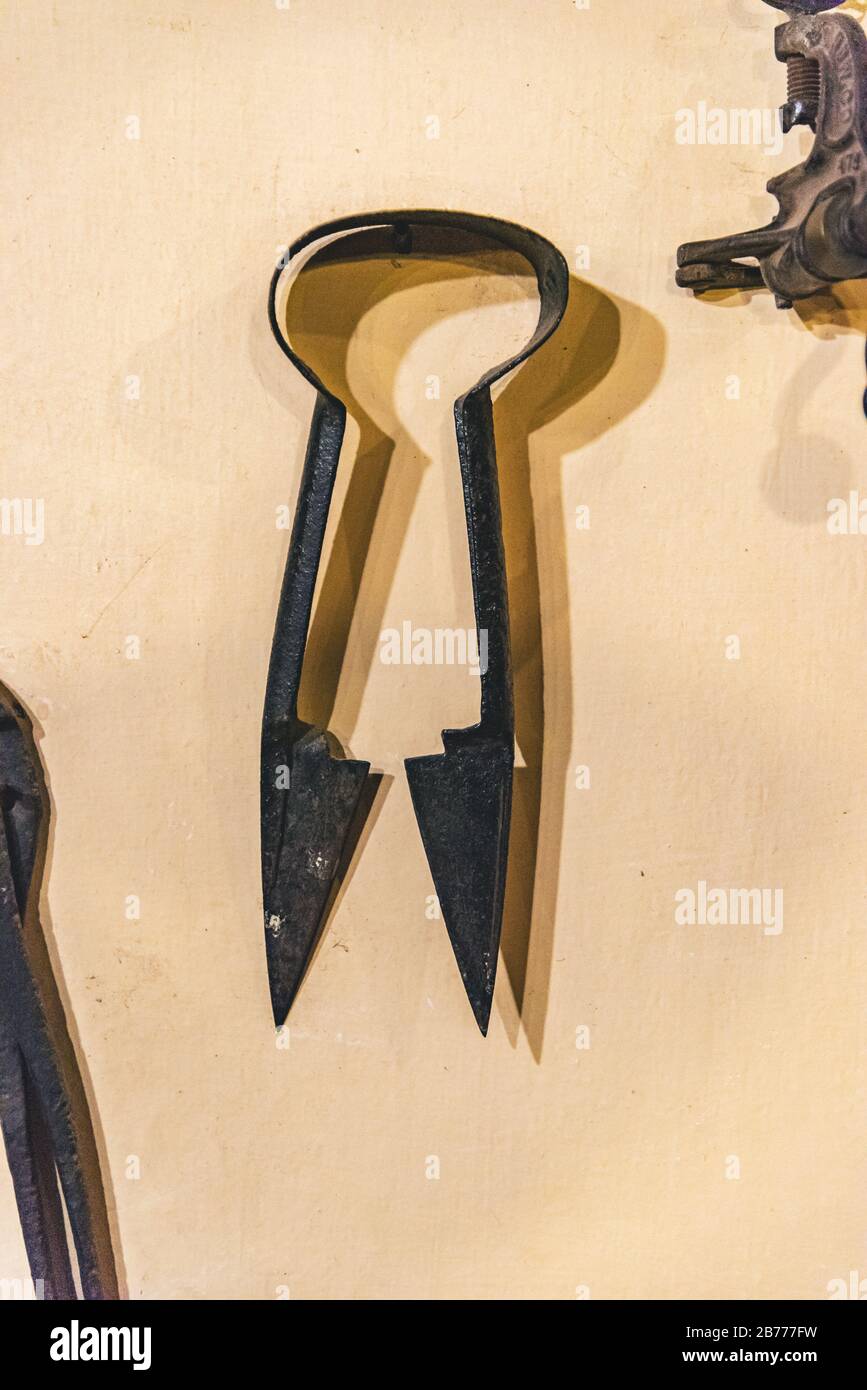 Scissors for shearing animals on a yellow background Stock Photo