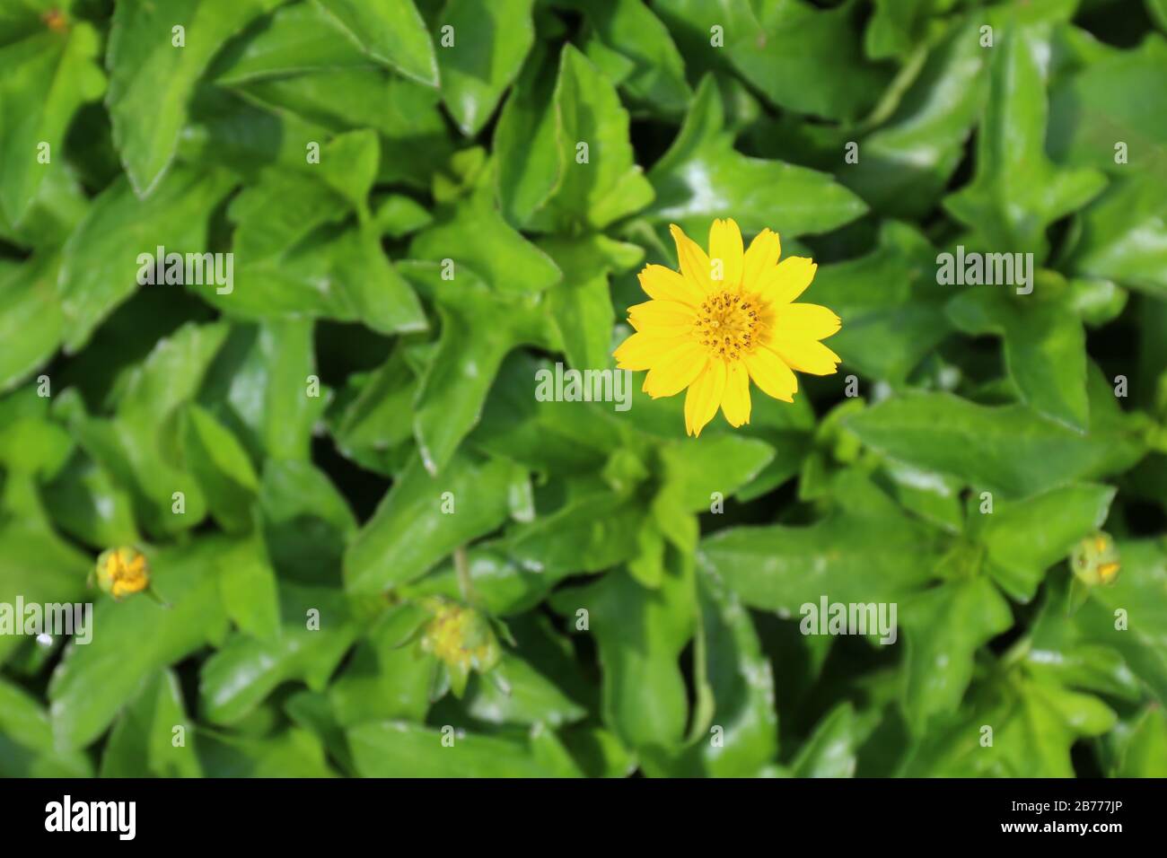 yellow flower daisy seeds blossom small on nature background Stock