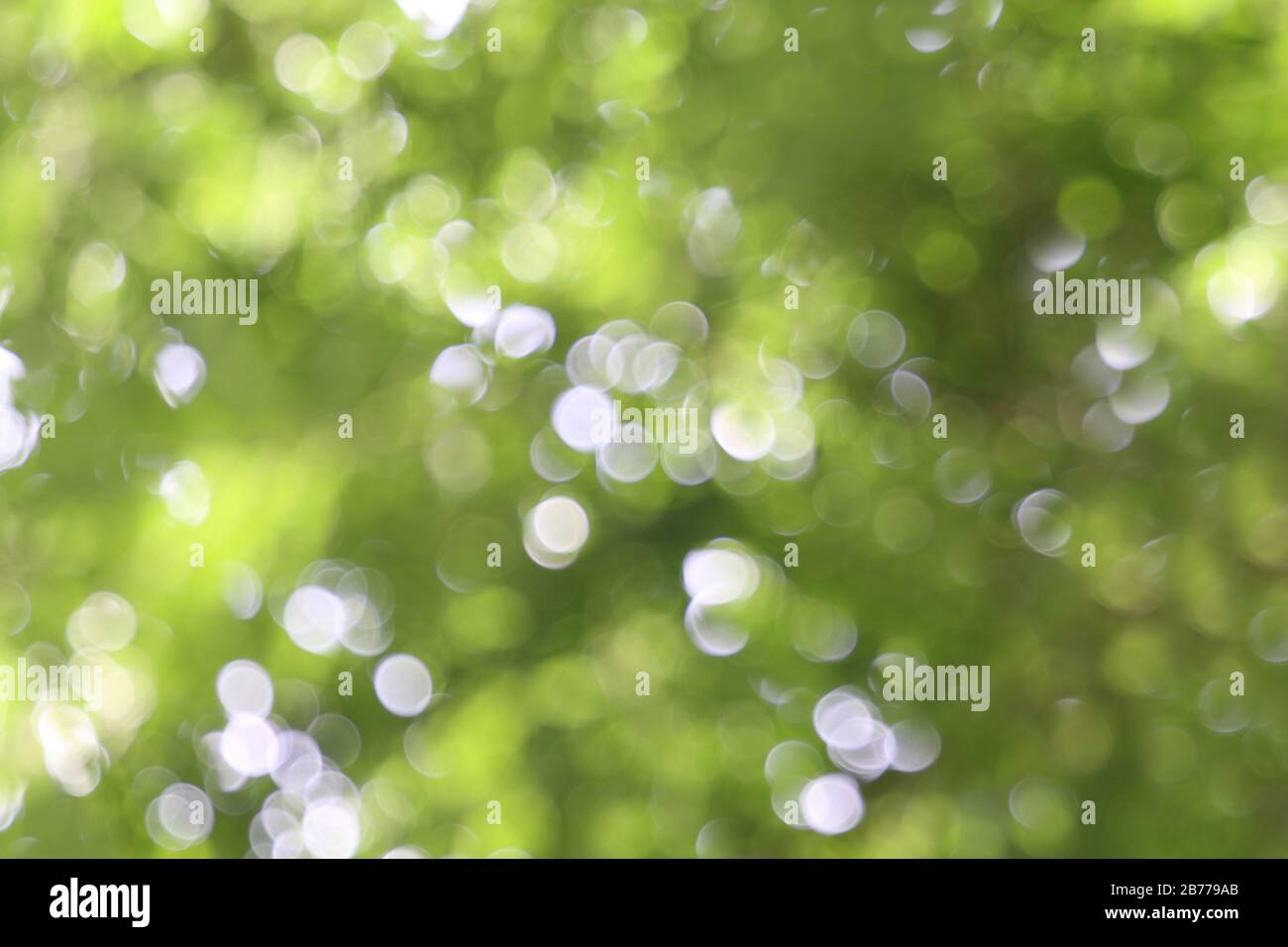 nature tree background bokeh light green abstract Stock Photo - Alamy