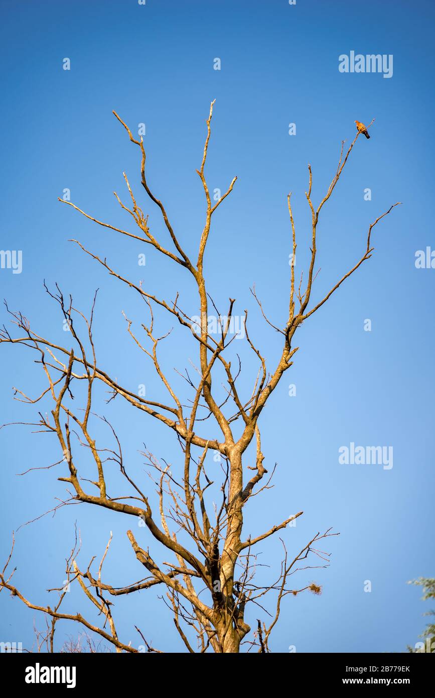 Tree without leaves with a bird perched on one of its branches in front of a clear sky Stock Photo