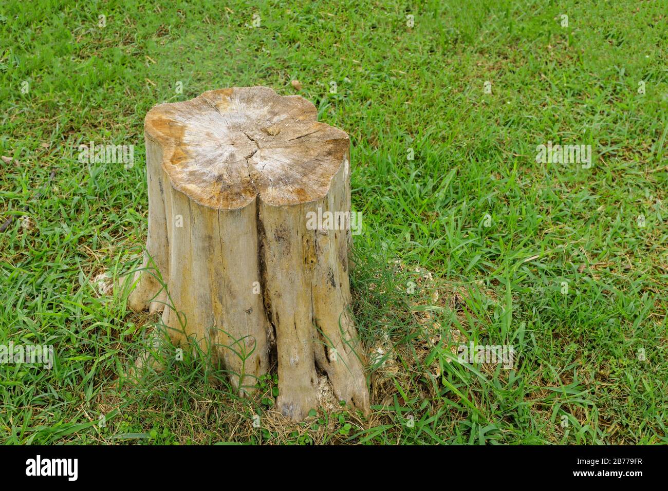 Tree stump on green grass in the garden Stock Photo Alamy