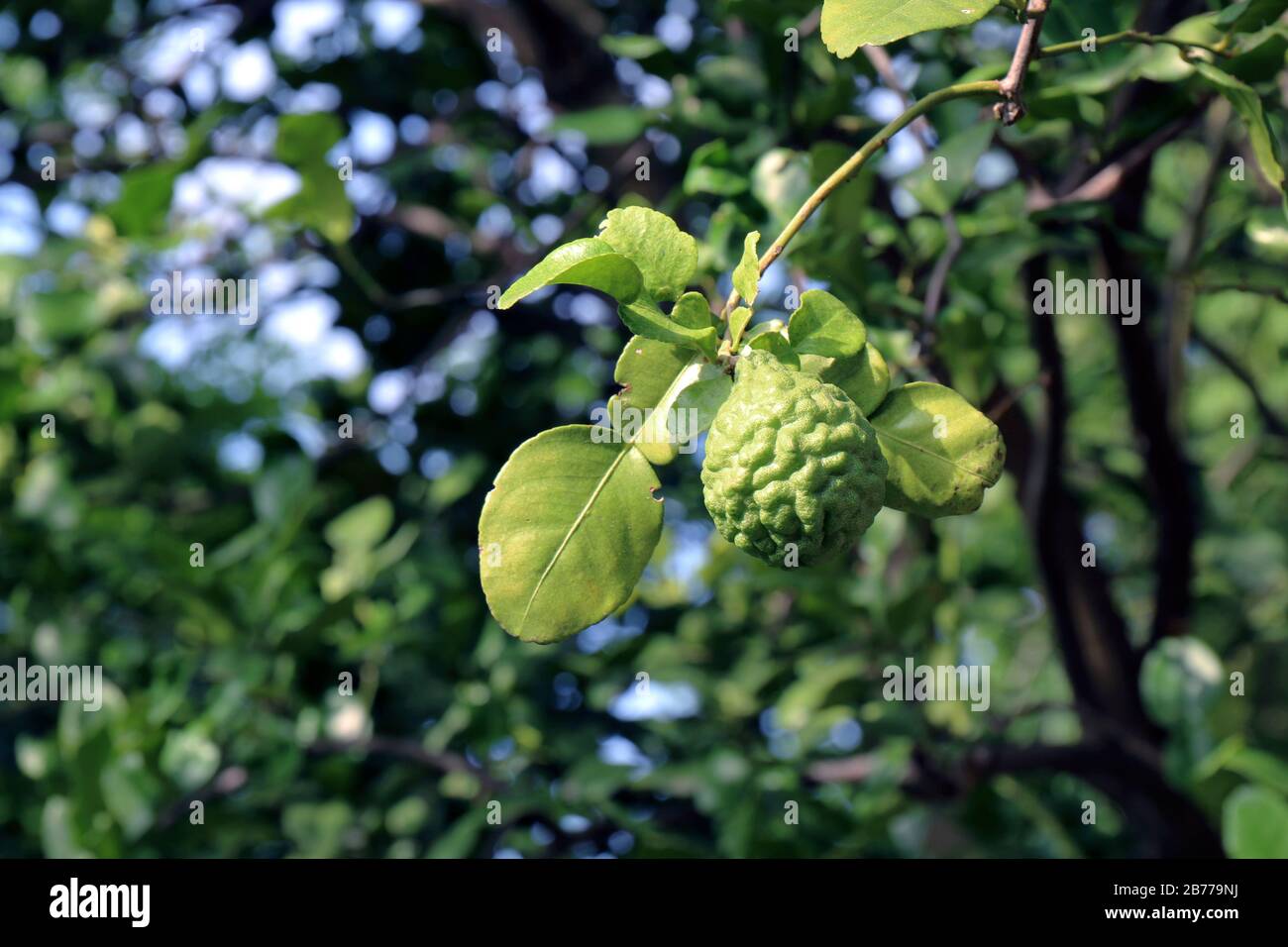 Bergamot Peel High Resolution Stock Photography And Images Alamy