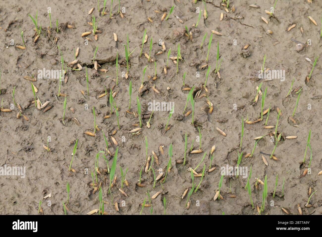Seedlings of Rice Berry, rice seed on wet soil ground, Seed of Paddy farm farmer Stock Photo