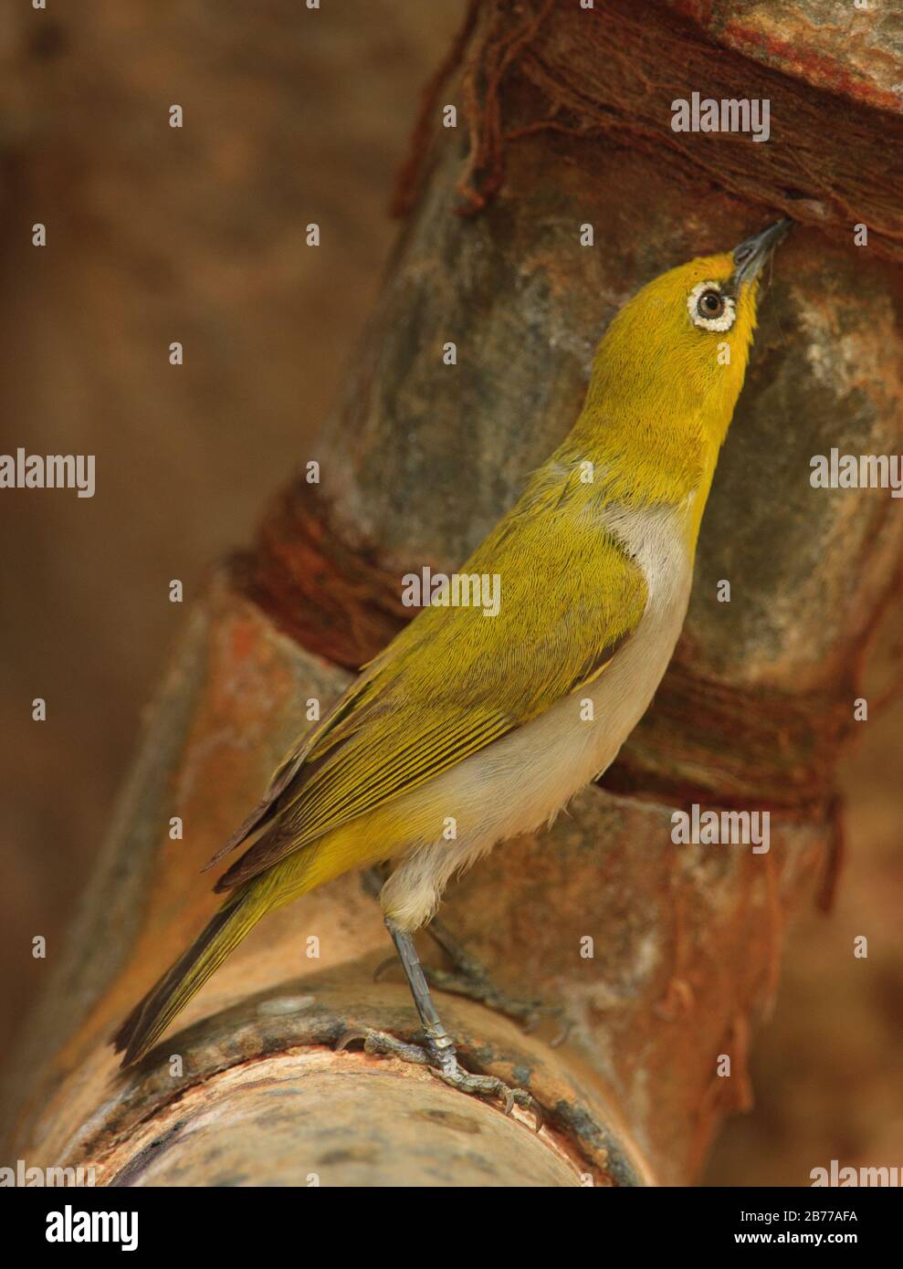 Oriental white-eye trying to drink water dripping from the crack of a water pipe during a hot summer day Stock Photo