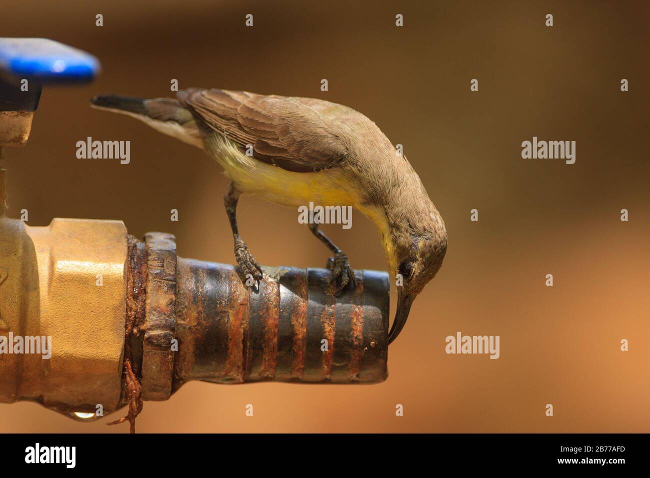 A female Purple-rumped Sunbird drinking water from a water tap during a hot summer day Stock Photo