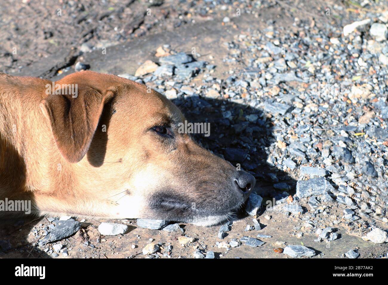 Assiab Ridgback close up dog head Soak up the sun, Brown Dog is sleeping (Lying), Thai ...