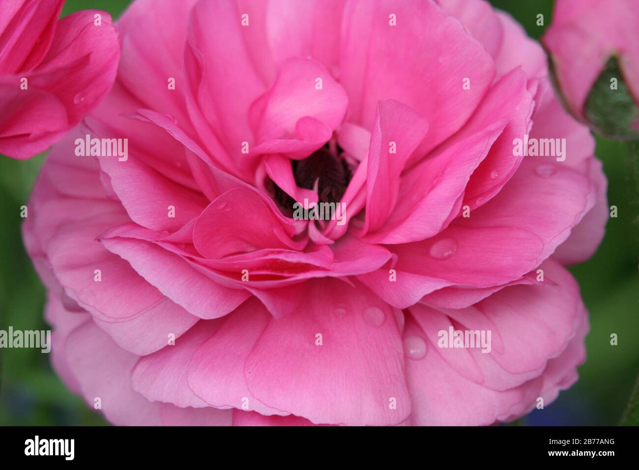 CLOSE-UP OF PINK RANUNCULUS FLOWER Stock Photo