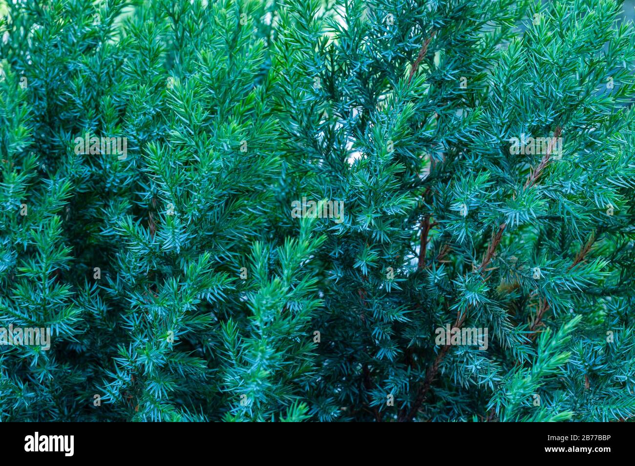 Evergreen juniper shrub, close up view of green branches with sunlight. Juniperus horizontalis Creeping Juniper. Tree branch texture needle background. Stock Photo
