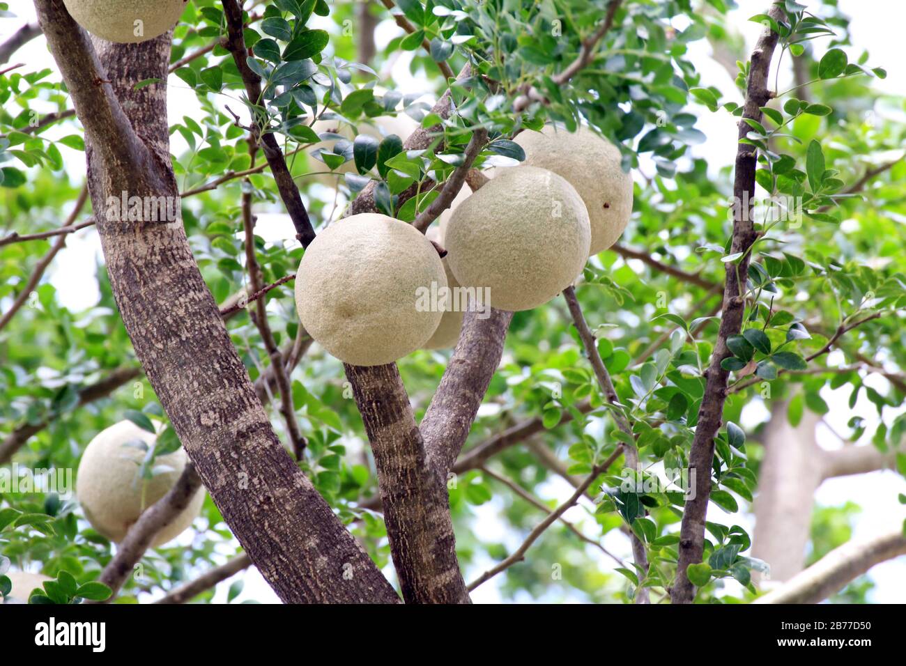 Herb Makwid, wood-apple on tree of Edible Thai fruit of subcontinent asia Stock Photo