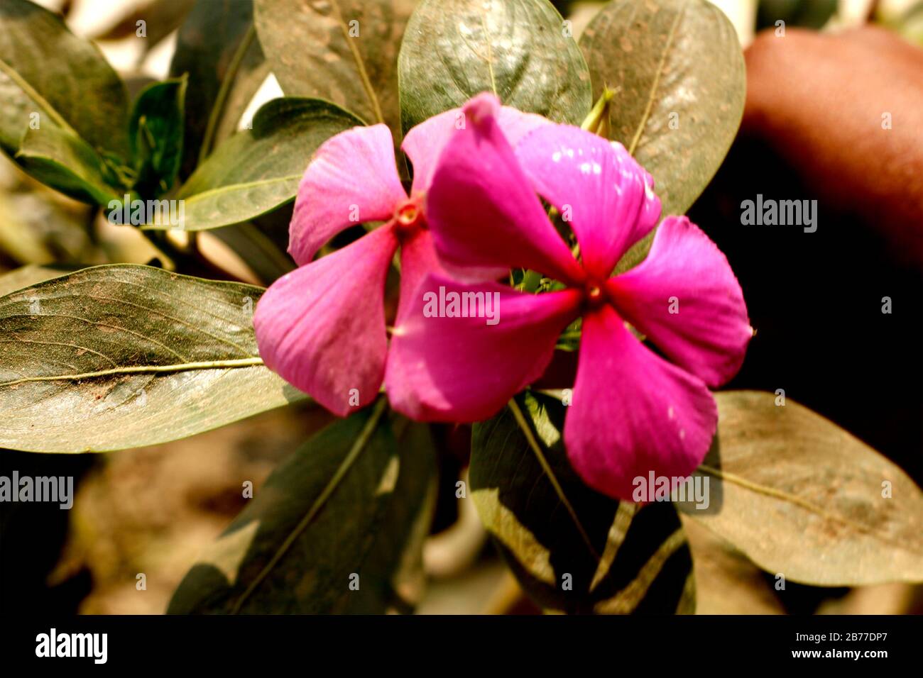 High Quality Pink Flower in The Flower Garden Stock Photo