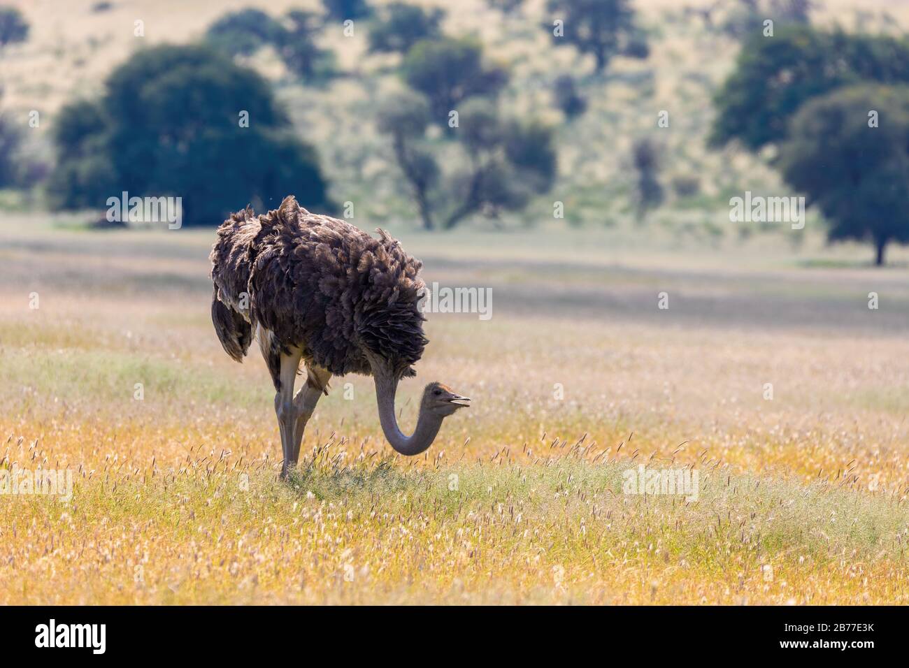 birds Ostrich, Struthio camelus in green Kalahari, desert after rain season. Kalahari Transfrontier Park, South Africa wildlife safari Stock Photo