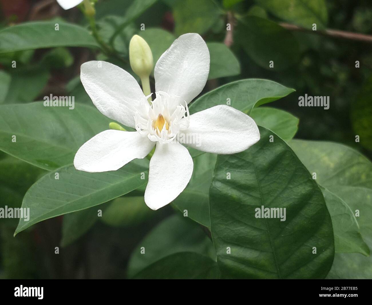 White flower closeup, Cape Jasmine,  Apocynaceae, Gardenia jasminoides, Wrightia antidysenterica india Stock Photo