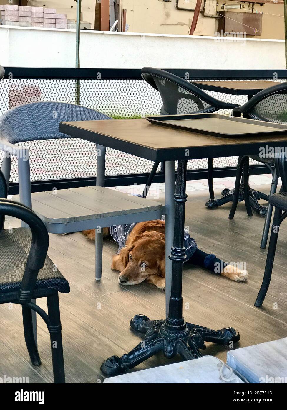 Can You Take Dogs Into Cafes