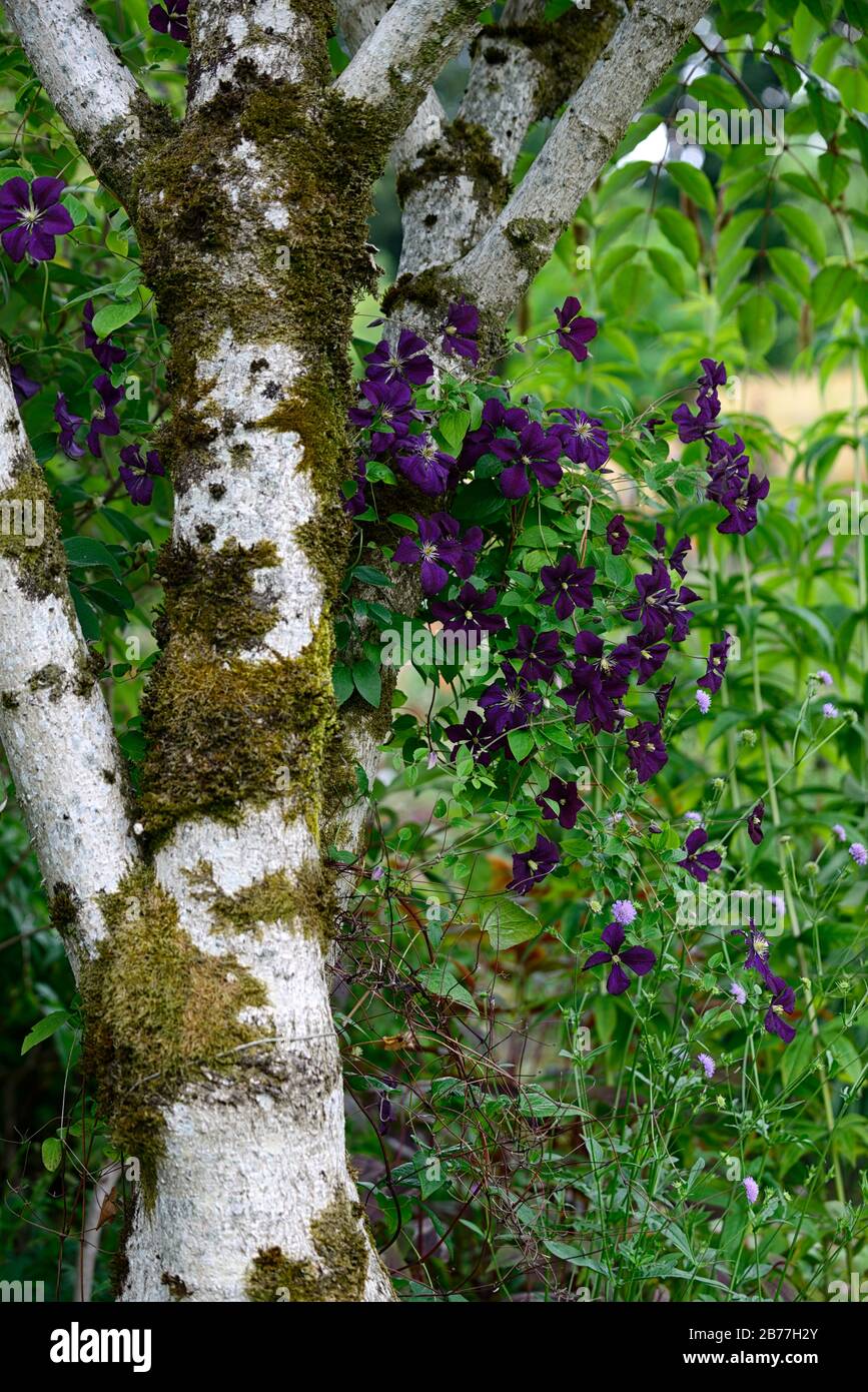 clematis etoile violette,group 3 clematis,purple flowers,flowering ...