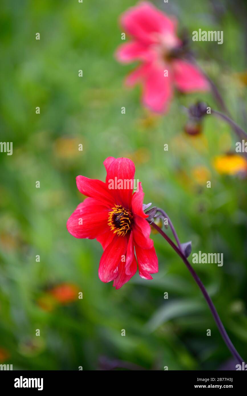 Dahlia seedling,orange red flowers,dark centre,peony flowered dahlia,bed,border,garden,gardens,RM Floral Stock Photo