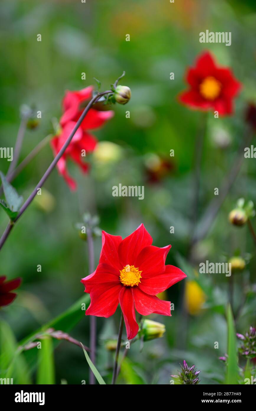 Dahlia seedling,orange red flowers,dark centre,peony flowered dahlia,bed,border,garden,gardens,RM Floral Stock Photo