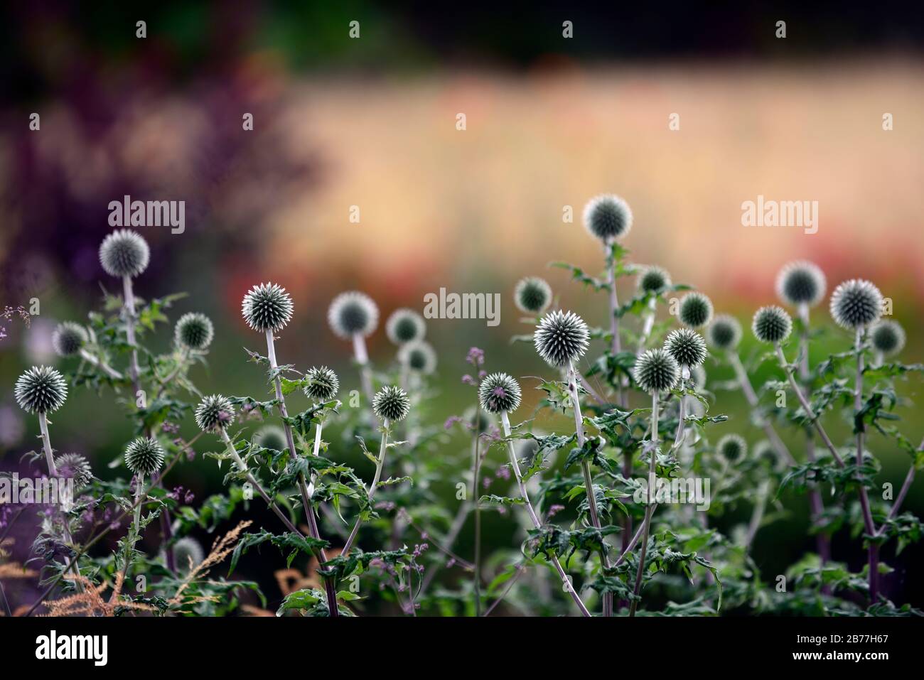 echinops ritro, globe thistle,flower,flowers,flowerhead,blue, perennial