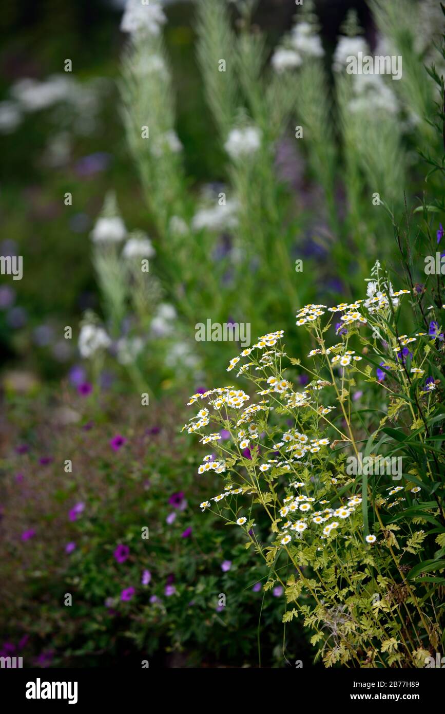 Tanacetum parthenium, feverfew,white,flowers,flower,flowering,medicinal herb,herbs,traditional,herbal,garden,gardens,annual,RM Floral Stock Photo