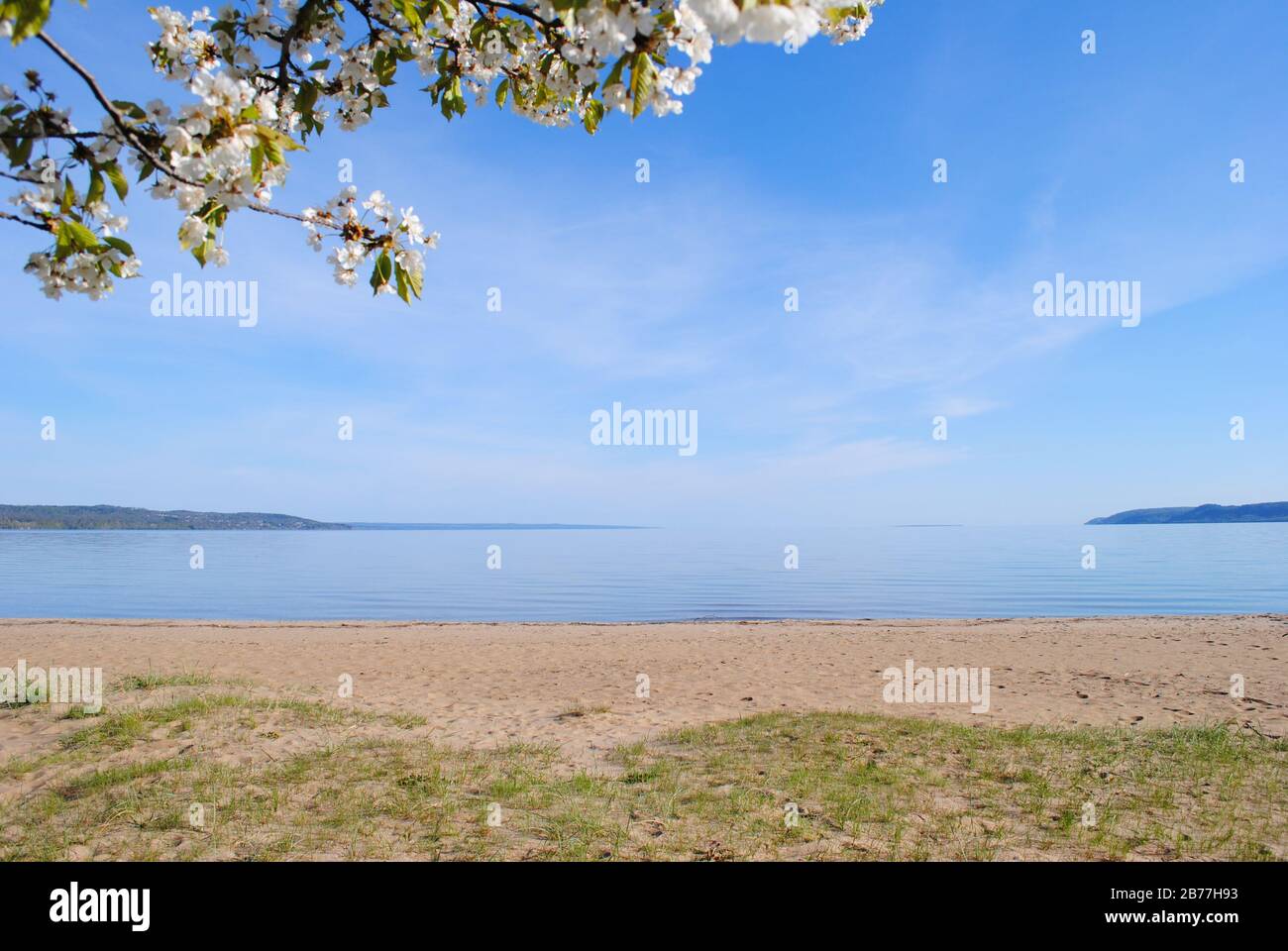 Springtime. Sunny day. Blooming tree and view of lake Vättern from Vätterstranden in Jönköping, Sweden. Stock Photo