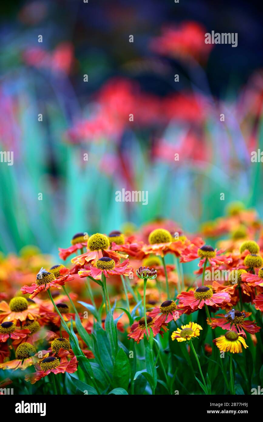 Helenium ‘sahin’s early flowerer’ hi-res stock photography and images ...