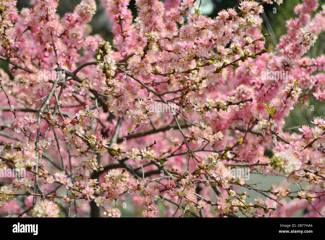 Springtime in japan. Close up on pink Cherry blossoms Stock Photo