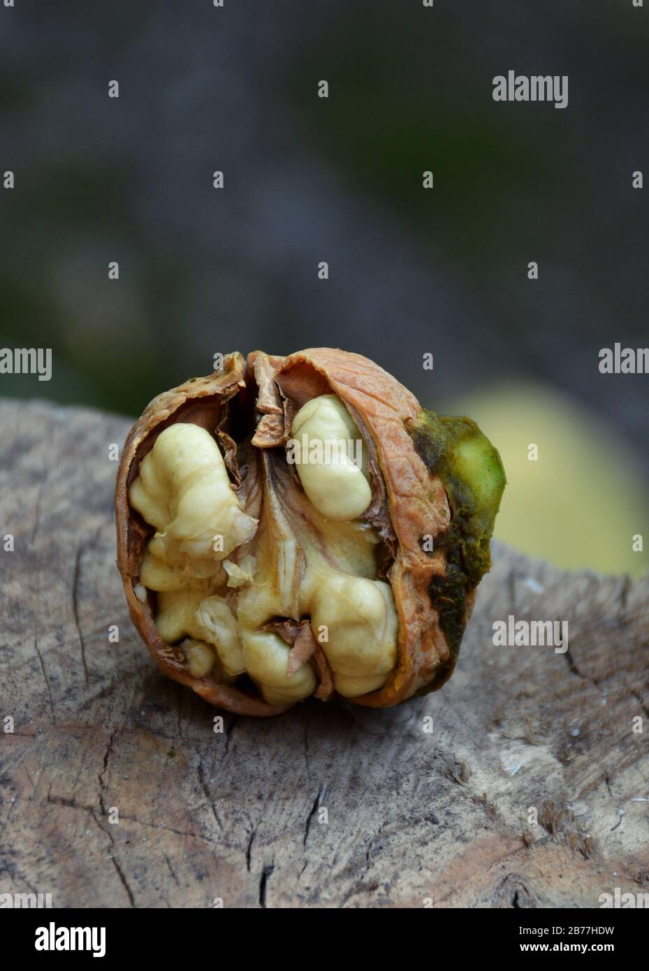Little walnuts on the walnut tree  in Armenia. Green unripe walnuts hang on a branch. Green leaves and unripe walnut. Raw walnuts  in a green nutshell. Stock Photo