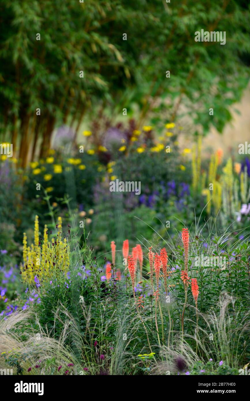 herbaceous border,mix,mixed,planting,perennials,Kniphofia caulescens,red hot poker,verbascum,geranium,RM Floral Stock Photo
