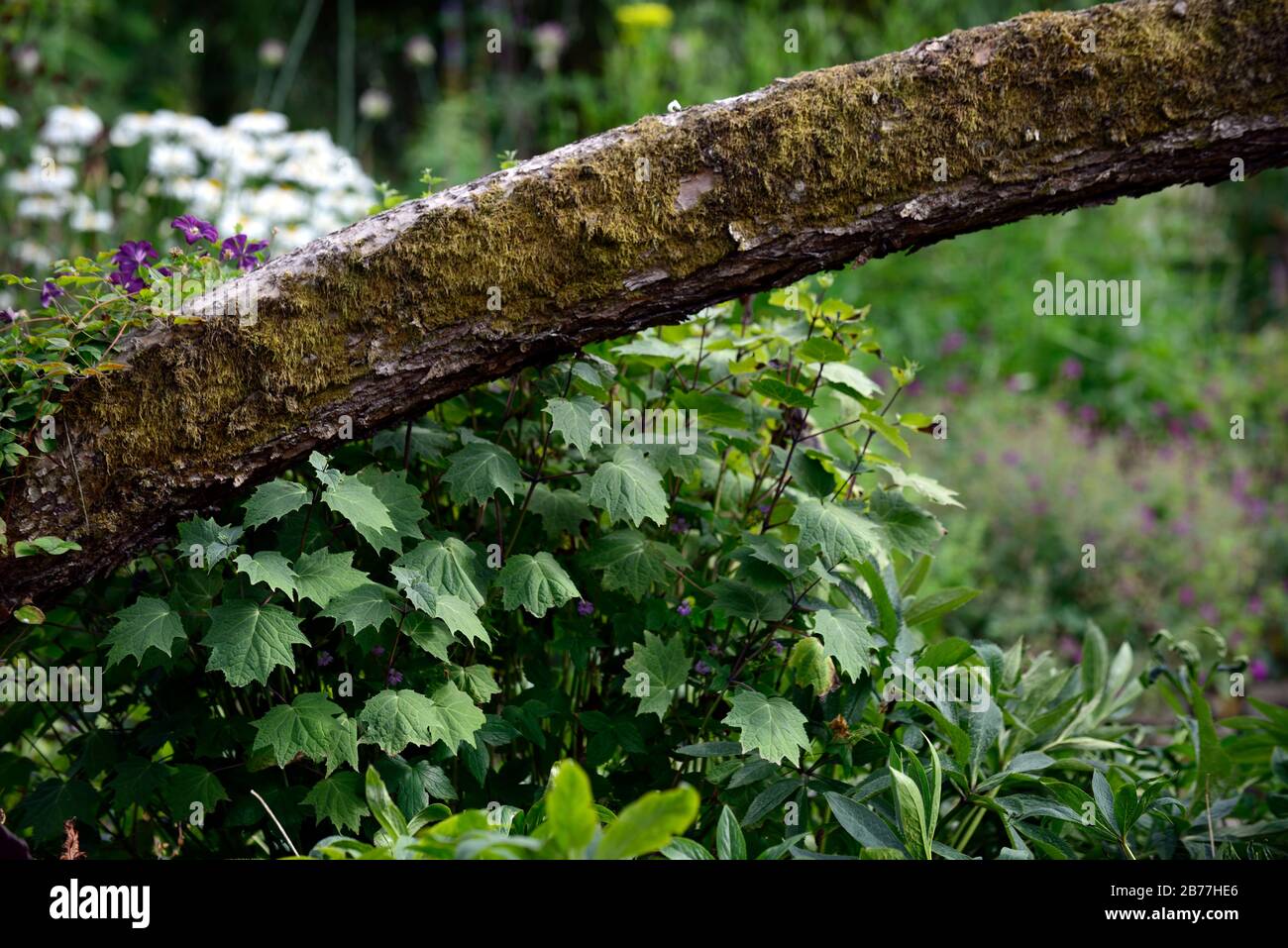 kirengeshoma palmata,foliage,leaves,wood,woodland,shade,shady,shaded,tree trunk,woodland garden,RM Floral Stock Photo